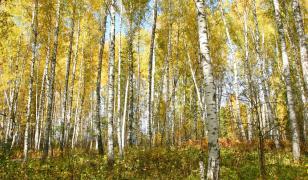 Golden Birch Forest Mural