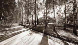 Black and White Forest Road Mural
