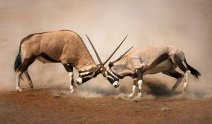 Antelope Battle Mural