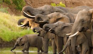 Herd of Elephants Mural