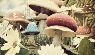 Mushrooms Mural
